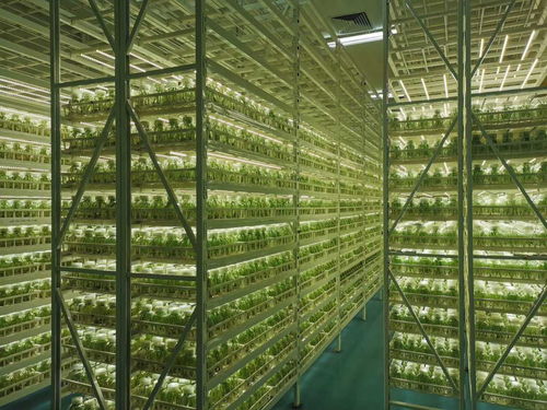 植物組培生產中T5組培燈與T8組培燈的應用差異及木竹采伐機械制造行業的視閾整合